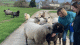 Sheep on farm