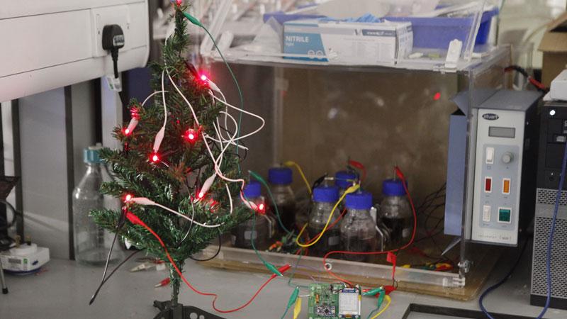 christmas-tree-lit-up-by-bacteria