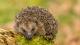 Hedgehog on a tree trunk
